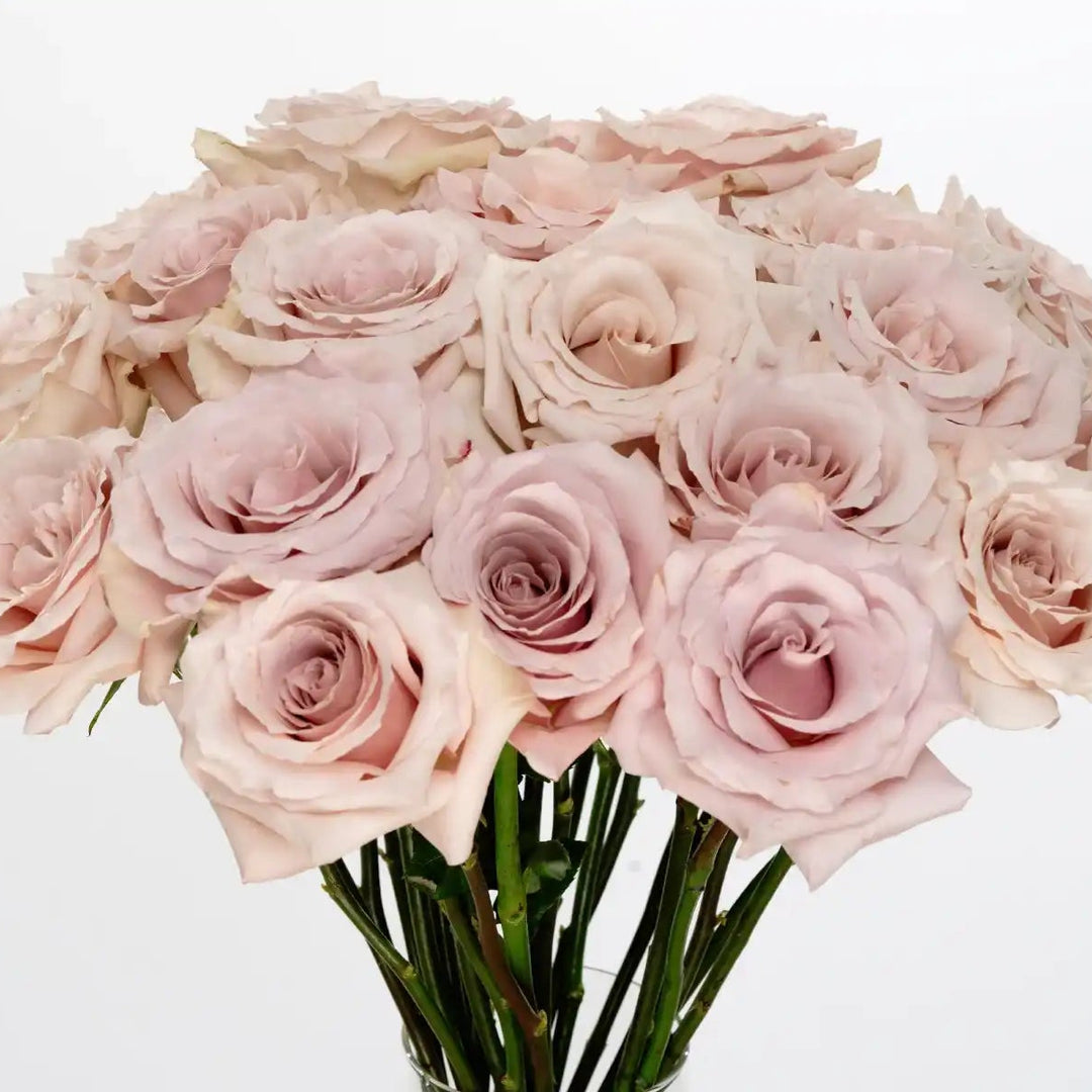 quicksand rose seeds Quicksand Pastel Pink & Soft Lavendar Rose