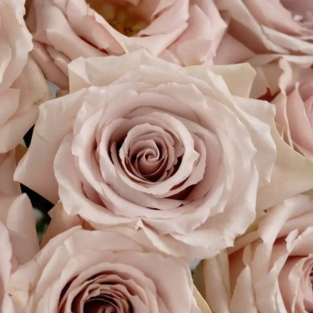 Qicksand Roses Quicksand® Pastel Pink & Soft Lavendar Rose | April & Ashley