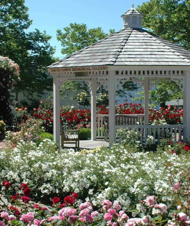 Romance in Bloom