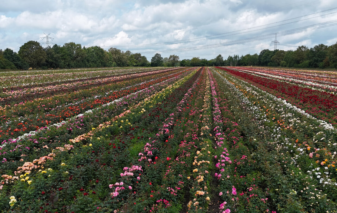 Rosen Tantau History