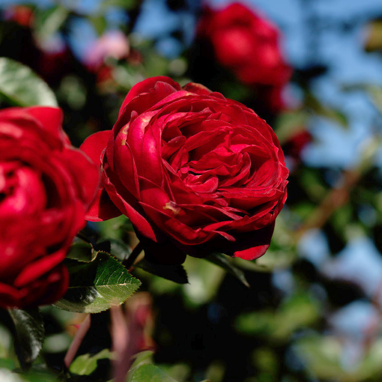 Rosieres De France Rose Bushes