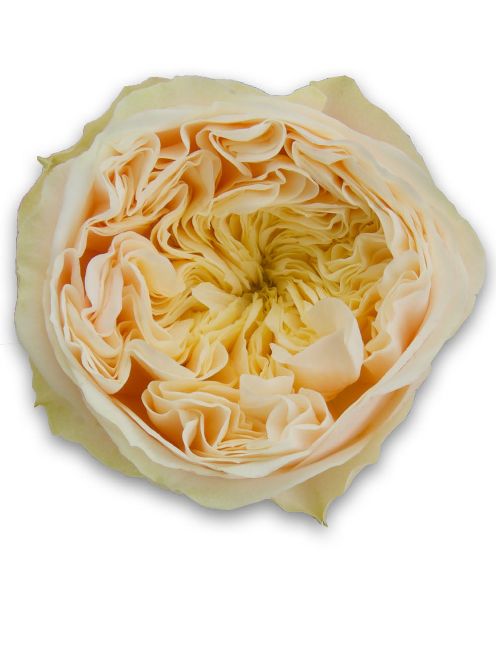 Close-up of a light yellow rose on a white background
