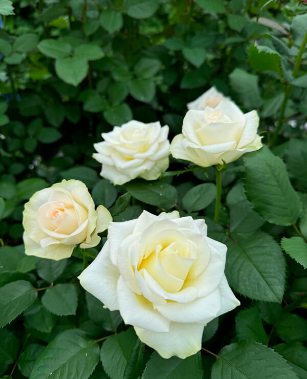 White Roses
