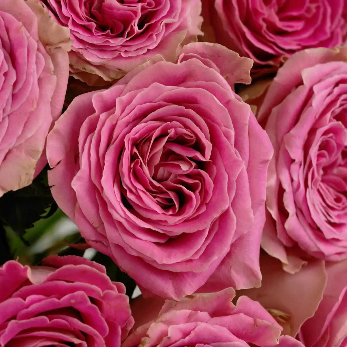 Schreurs Rose Bouquets | April & Ashley