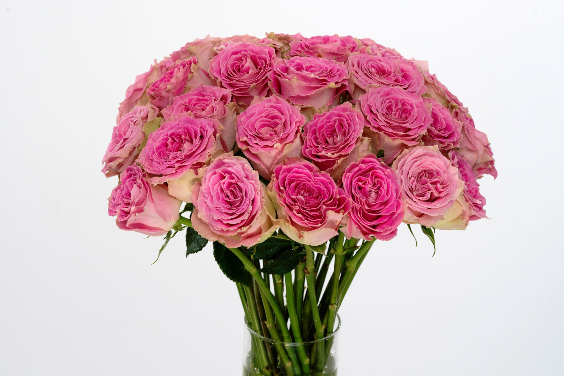 【希少】SAYS FARM IYASA A ROSE 2023 希少】SAYS FARM IYASA A ROSE 2023