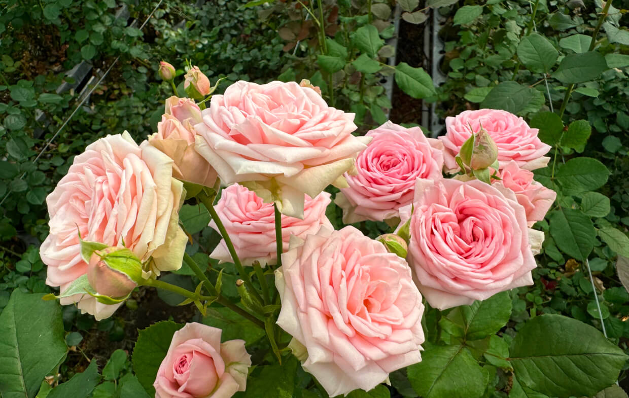Crescendo Rose Bushes