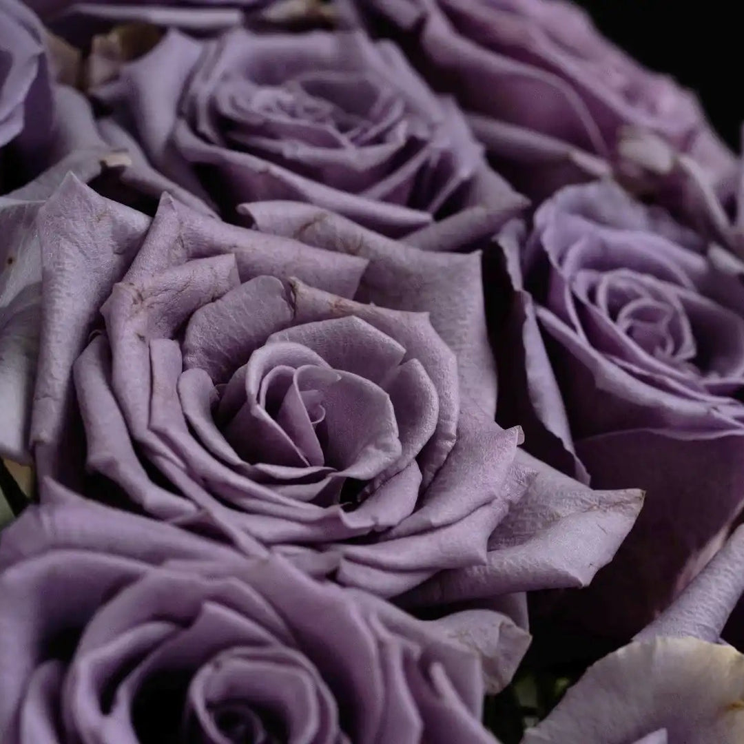 lavender rose plants Shocking Blue Ethereal Lavender Rose