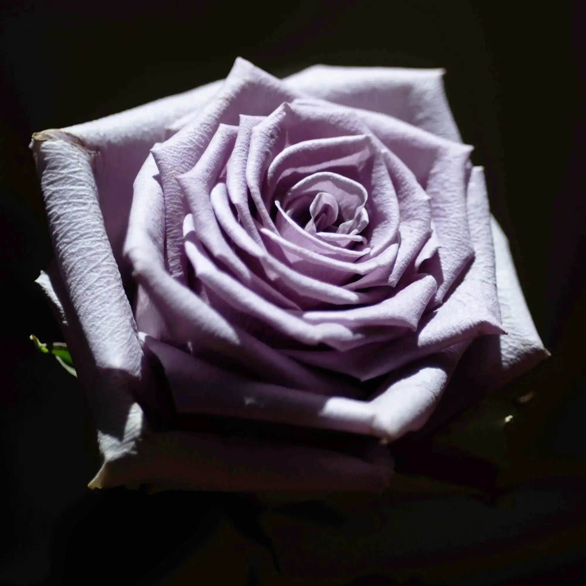 Shocking Blue™ Ethereal Lavender Rose | April & Ashley