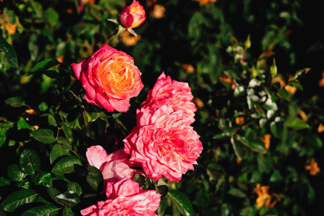 SPE b17-0795-04 Rose Bushes