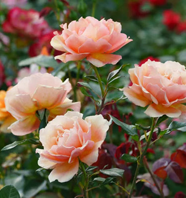 How to Plant Roses for Stunning Blooms That Last for Years